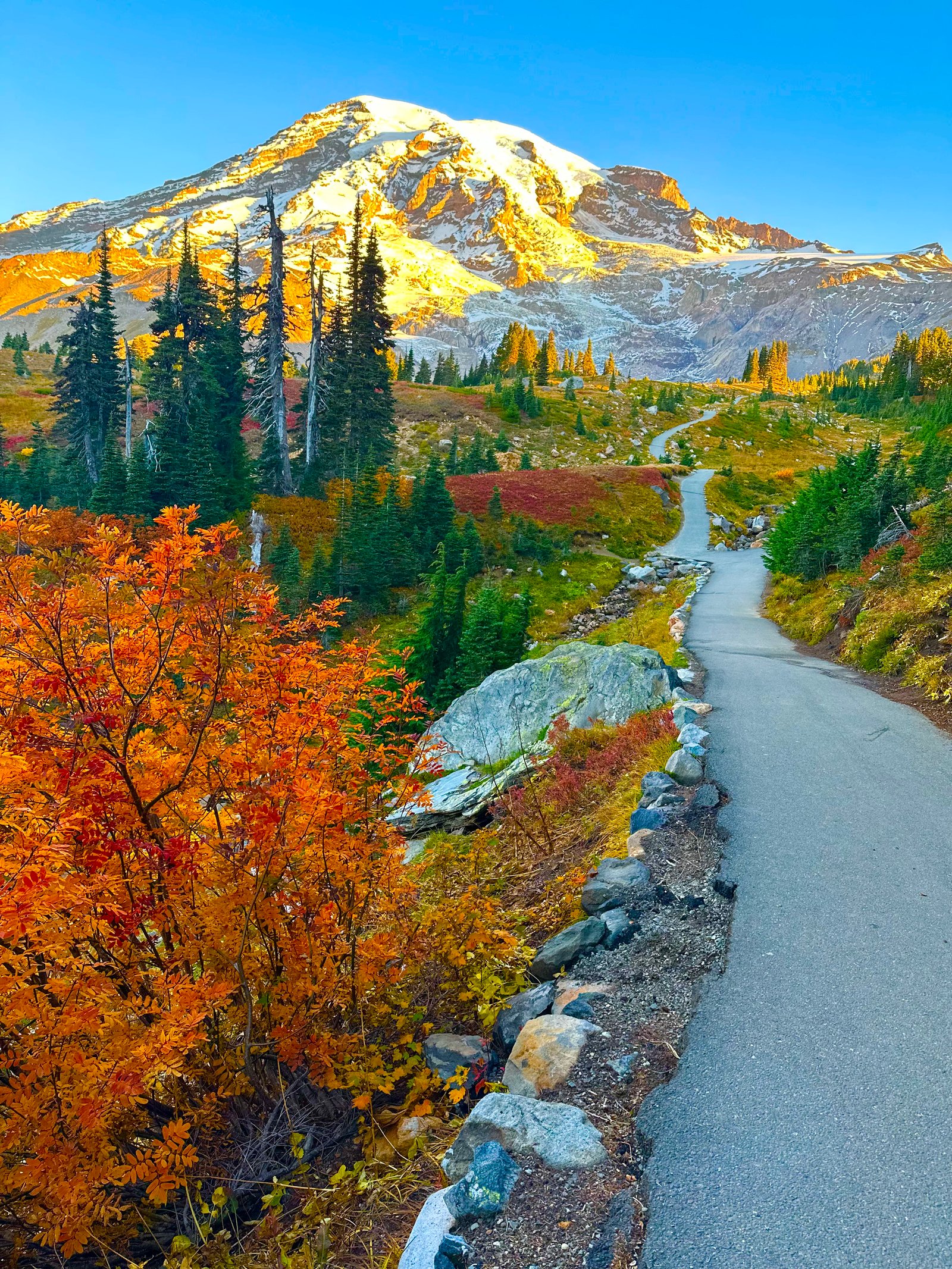 Paradise at Mount Rainier National Park