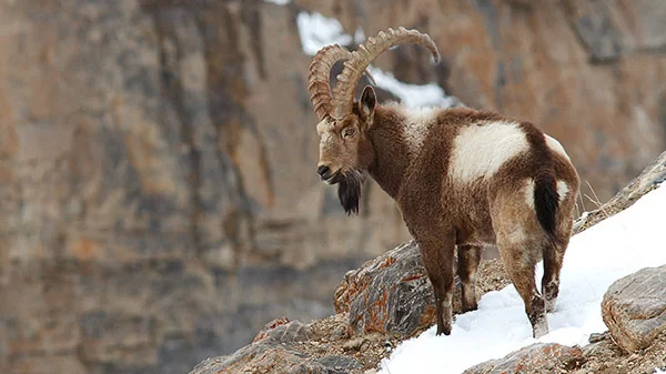 Himalayan ibex in the mountains of northern Pakistan
